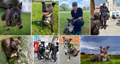 Abandoned Staffie becomes life-saving explosives dog